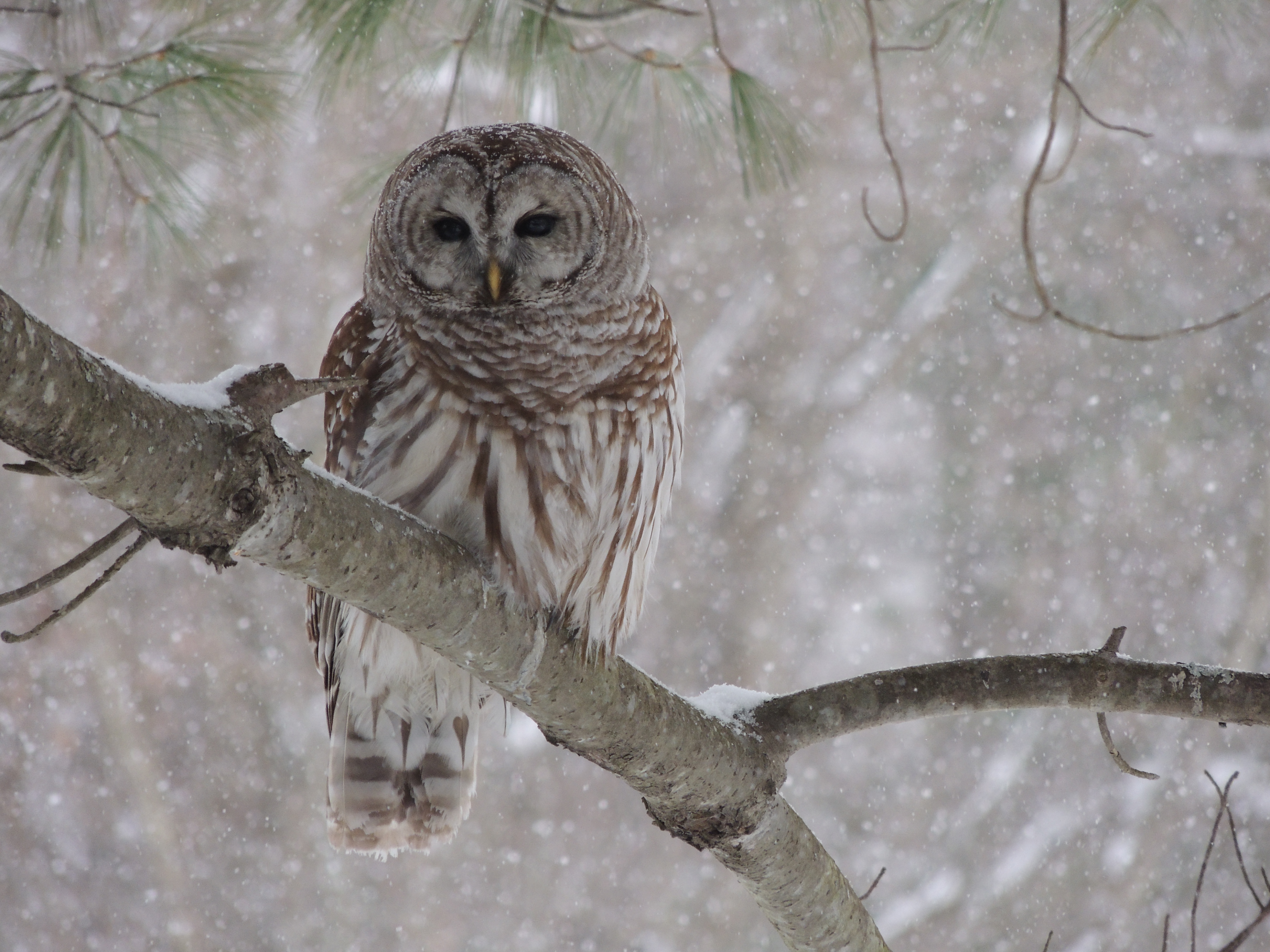 Bard Owl, New Hampshire